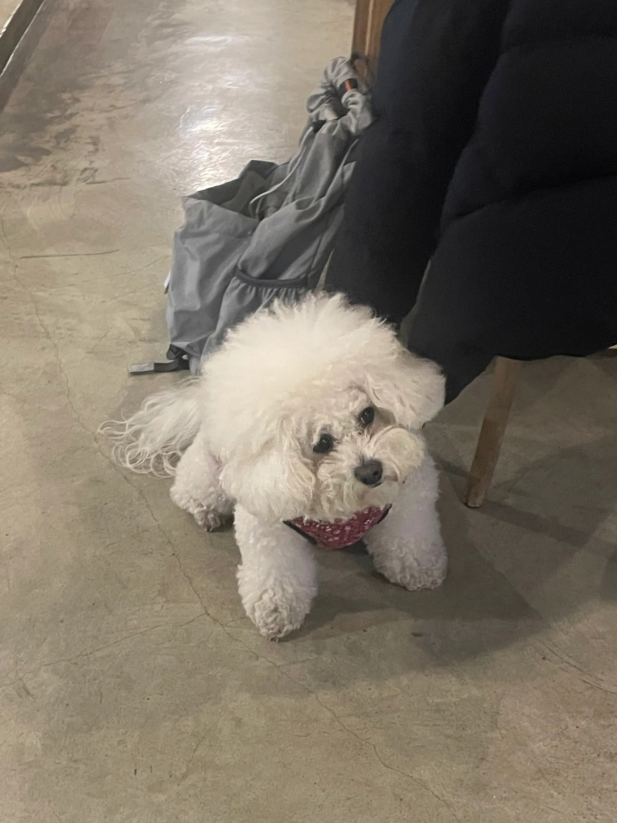 위를 바라보는 작은 흰 강아지.